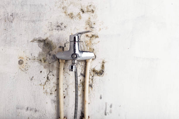 Home Mold Removal in Blakely, GA