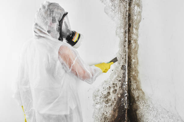 Best Mold Inspection  in Blakely, GA