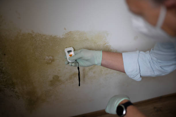 Best Mold Damage Repair  in Blakely, GA