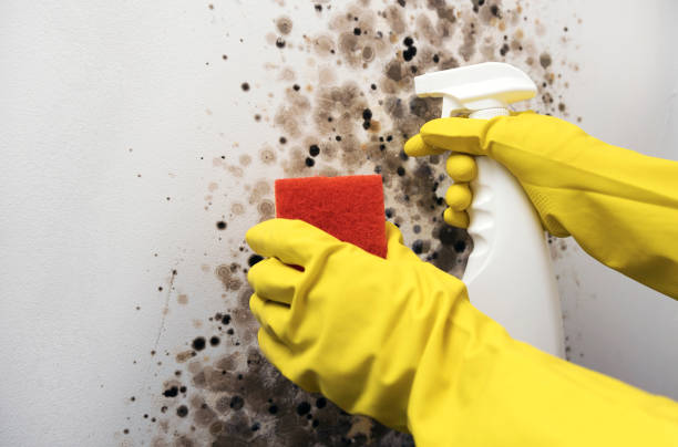 Best Fast Mold Removal  in Blakely, GA