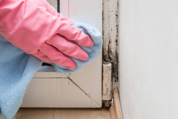 Best Local Mold Removal Service  in Blakely, GA